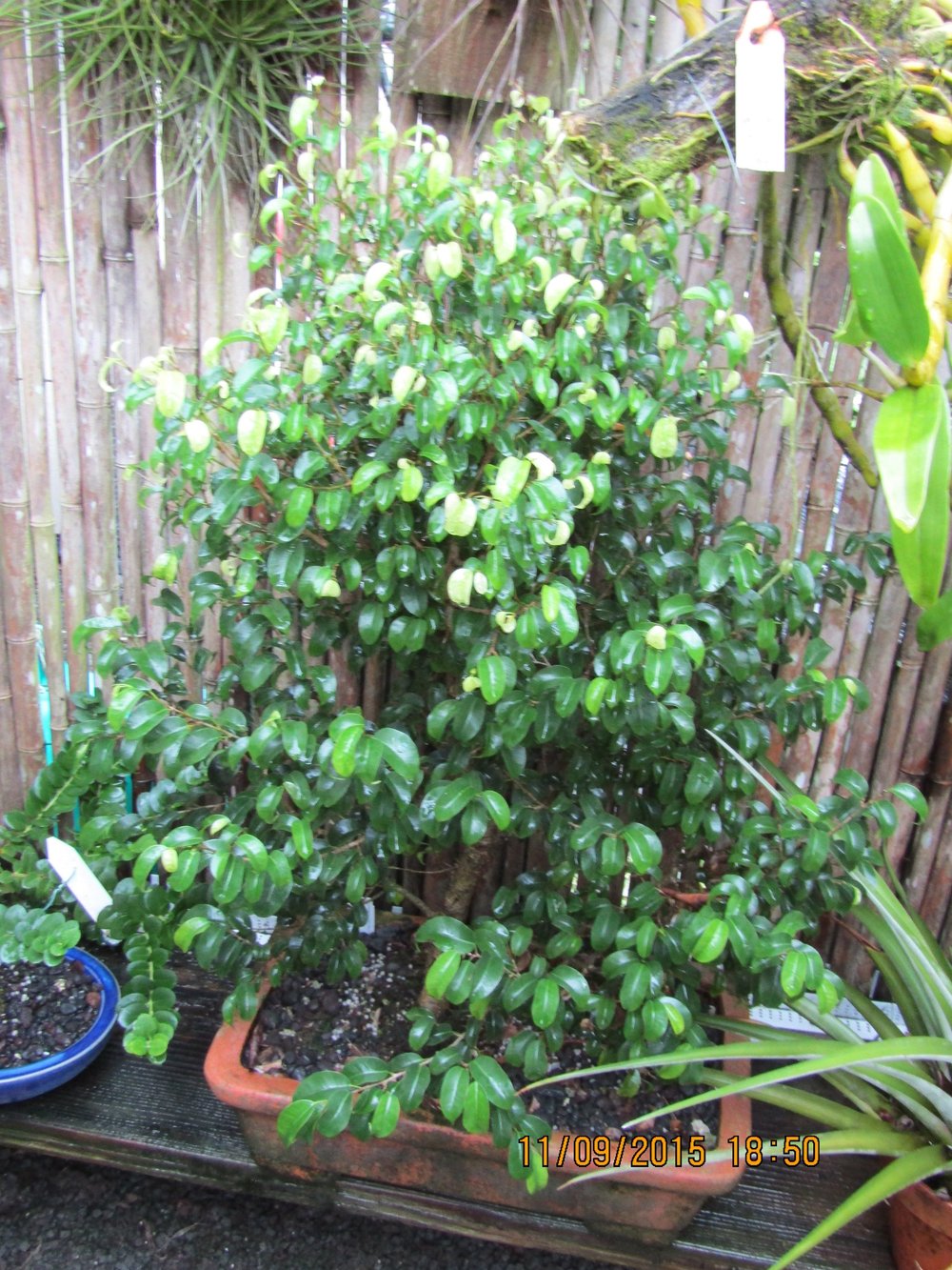 は*ま様 BEIGE,【洗える・VERY 6月号掲載】FICUS / デニムラッ は*ま様 BEIGE,【洗える・VERY 6月号掲載】FICUS / デニムラッ